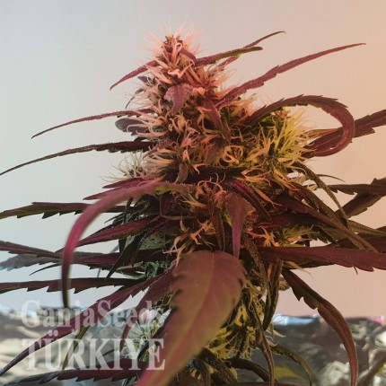 Amnesia feminised Ganja Seeds