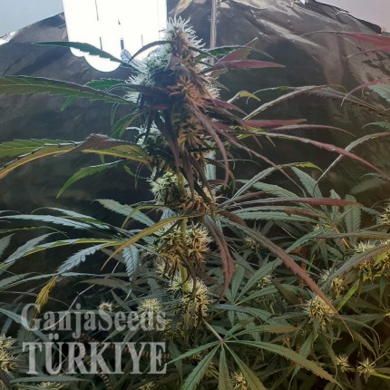 Amnesia feminised Ganja Seeds