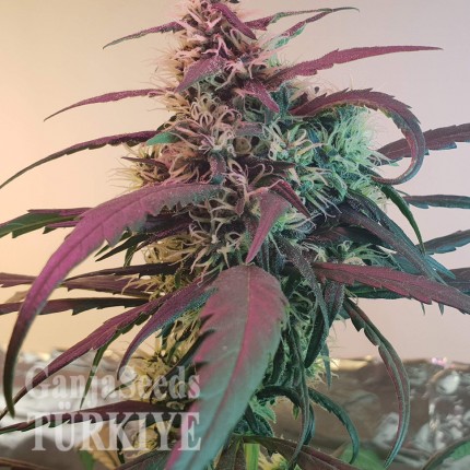 Amnesia feminised Ganja Seeds