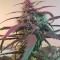 Amnesia feminised Ganja Seeds Online kenevir tohumları