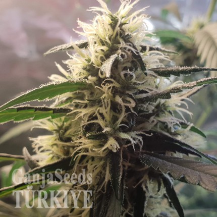 Amnesia feminised Ganja Seeds