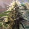 Amnesia feminised Ganja Seeds Kargo ile kenevir tohumu