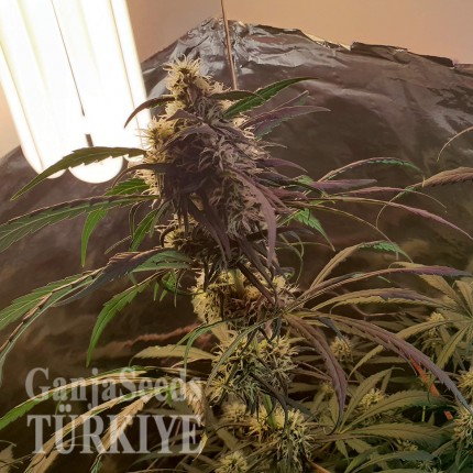 Amnesia feminised Ganja Seeds