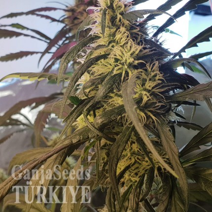 Amnesia feminised Ganja Seeds