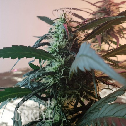 Amnesia feminised Ganja Seeds