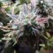 Auto Blueberry Bliss feminised Ganja Seeds Güçlü kenevir tohumları