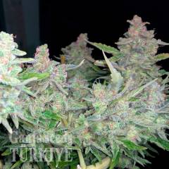 Auto Blueberry x Blue Mystic feminised Ganja Seeds