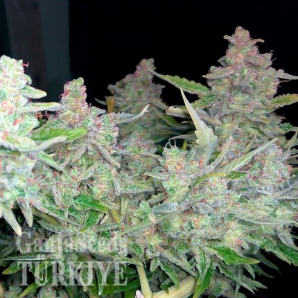 Auto Blueberry x Blue Mystic feminised Ganja Seeds