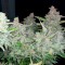 Auto Blueberry x Blue Mystic feminised Ganja Seeds Tıbbi sınıf kenevir çeşidi tohumları