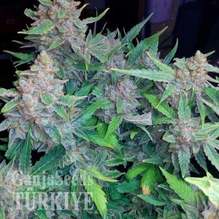 Auto Blueberry x Blue Mystic feminised Ganja Seeds