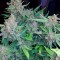 Auto Blueberry x Blue Mystic feminised Ganja Seeds Elit kenevir çeşidi tohumları