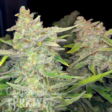 Auto Blueberry x Blue Mystic feminised Ganja Seeds