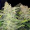 Auto Blueberry x Blue Mystic feminised Ganja Seeds Otoçiçeklenen kenevir tohumları