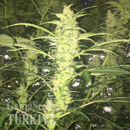 Auto Blueberry x Blue Mystic feminised Ganja Seeds