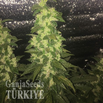 Auto Blueberry x Blue Mystic feminised Ganja Seeds