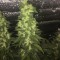 Türkiye’de Auto Blueberry x Blue Mystic feminised Ganja Seeds kenevir tohumu