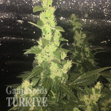 Auto Blueberry x Blue Mystic feminised Ganja Seeds