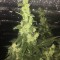 İstanbul’da  Auto Blueberry x Blue Mystic feminised Ganja Seeds kenevir tohumu