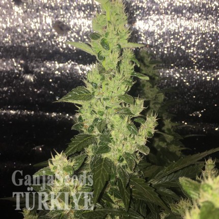 Auto Blueberry x Blue Mystic feminised Ganja Seeds