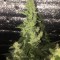 Ankara’da  Auto Blueberry x Blue Mystic feminised Ganja Seeds kenevir tohumu