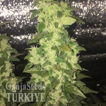 Auto Blueberry x Blue Mystic feminised Ganja Seeds