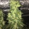 İzmir’de  Auto Blueberry x Blue Mystic feminised Ganja Seeds kenevir tohumu