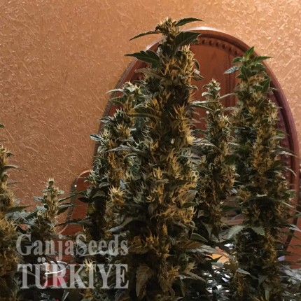 Auto Blueberry x Blue Mystic feminised Ganja Seeds