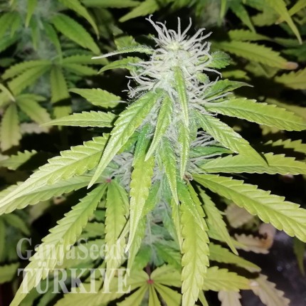 Auto Blueberry x Blue Mystic feminised Ganja Seeds