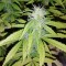 Fethiye’de  Auto Blueberry x Blue Mystic feminised Ganja Seeds kenevir tohumu