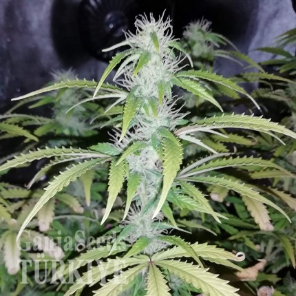 Auto Blueberry x Blue Mystic feminised Ganja Seeds