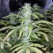 Bursa’da  Auto Blueberry x Blue Mystic feminised Ganja Seeds kenevir tohumu