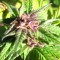 Adana’da  Auto Blueberry x Blue Mystic feminised Ganja Seeds kenevir tohumu