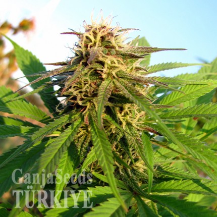 Auto Blueberry x Blue Mystic feminised Ganja Seeds