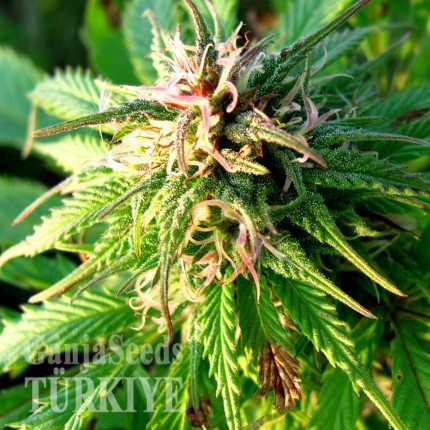 Auto Blueberry x Blue Mystic feminised Ganja Seeds