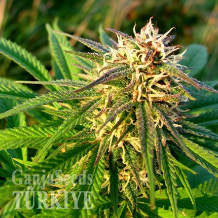 Auto Blueberry x Blue Mystic feminised Ganja Seeds