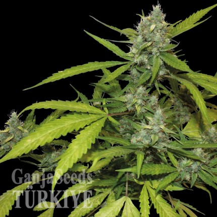 Auto Blueberry x Blue Mystic feminised Ganja Seeds