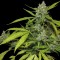 Isparta’da  Auto Blueberry x Blue Mystic feminised Ganja Seeds kenevir tohumu