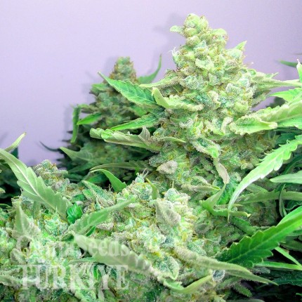 Auto Blueberry x Blue Mystic feminised Ganja Seeds