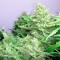 Konya’da Auto Blueberry x Blue Mystic feminised Ganja Seeds  kenevir tohumu