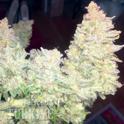 Auto Blueberry x Blue Mystic feminised Ganja Seeds