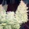 Mardin’de  Auto Blueberry x Blue Mystic feminised Ganja Seeds kenevir tohumu