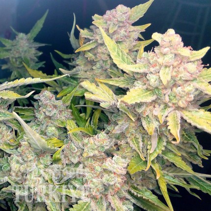 Auto Blueberry x Blue Mystic feminised Ganja Seeds