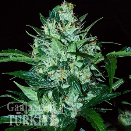 Auto Dedoverde Haze feminised Ganja Seeds