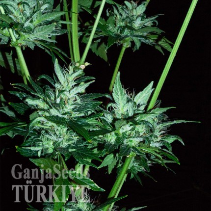 Auto Dedoverde Haze feminised Ganja Seeds