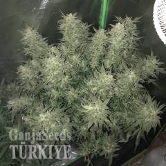 Auto Bomb feminised Ganja Seeds