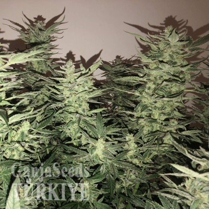 Auto Bomb feminised Ganja Seeds