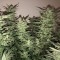 Samsun’da  Auto Bomb feminised Ganja Seeds kenevir tohumu