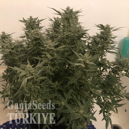 Auto Bomb feminised Ganja Seeds