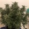 Trabzon’da  Auto Bomb feminised Ganja Seeds kenevir tohumu