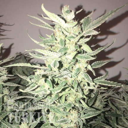 Auto Bomb feminised Ganja Seeds